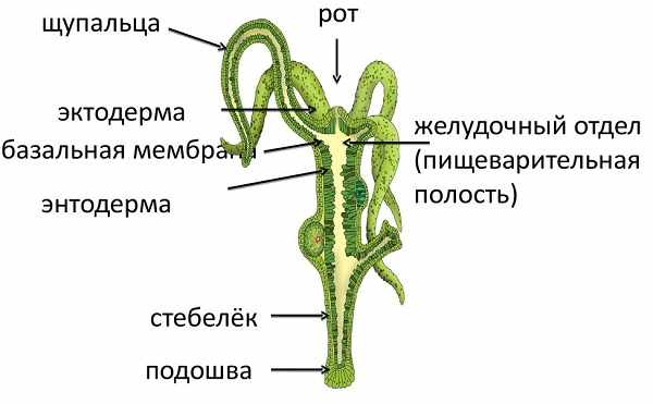 Зеркала сайта кракен tor